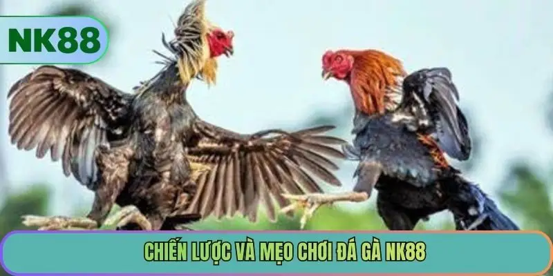 Chiến lược và mẹo chơi đá gà NK88