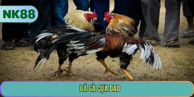 Đá Gà Cựa Dao