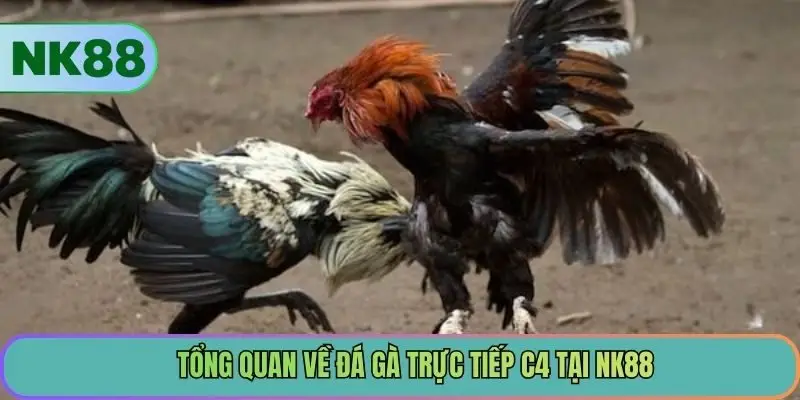 Tổng quan về đá gà trực tiếp c4 tại NK88